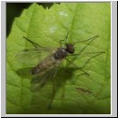 Rhagio maculatus - Schnepfenfliege m04a.jpg